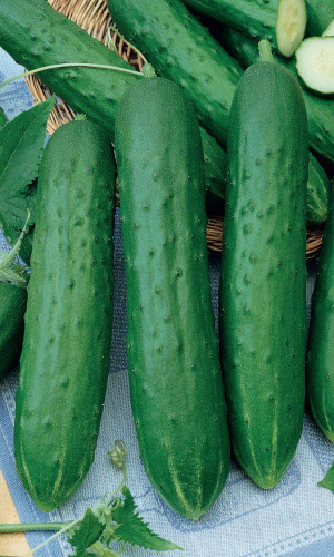 Огурец КОСТИК F1