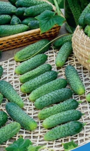 Огурец КОЗА-ЕГОЗА F1