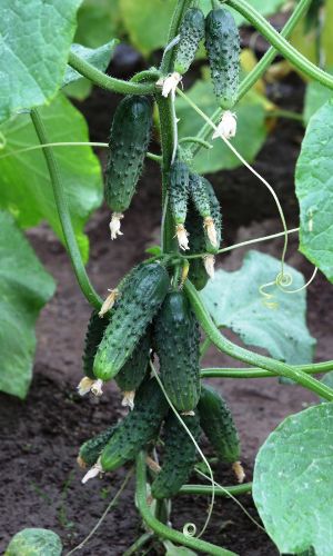 Огурец КРАСОТКА F1