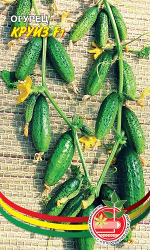 Огурец КРУИЗ F1