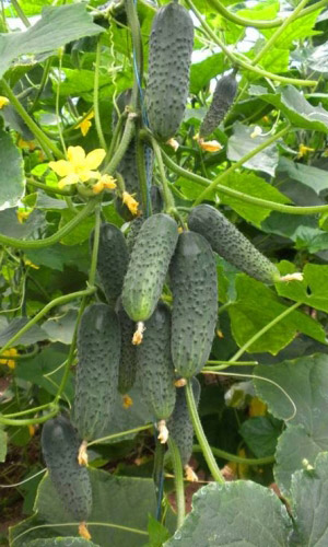 Огурец КУЧЕРЯВО ЖИВЁМ F1