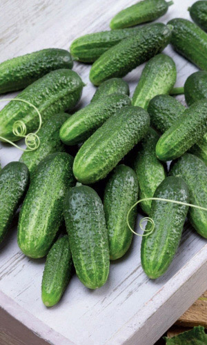 Огурец ЛЁНЯ F1