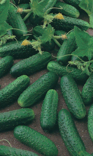 Огурец ЛЕВИНА F1