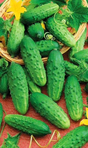 Огурец МАЛЫШОК