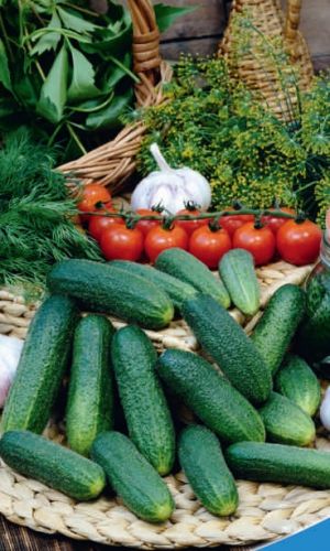 Огурец МАТУШКА МАТРЁША F1