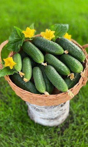 Огурец МЭЛС F1