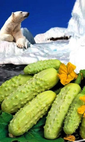 Огурец МИШКА НА СЕВЕРЕ F1