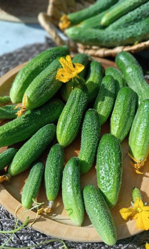 Огурец НИ ЗАБОТ, НИ ХЛОПОТ F1