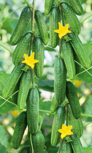 Огурец ОТЛИЧНИК F1