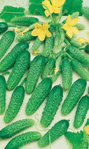 Огурец ПАРКЕР F1