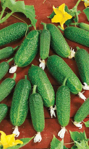 Огурец ПАРТНЁР F1