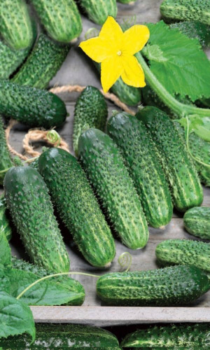 Огурец ПАСАМОНТЕ F1