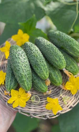 Огурец ПИЖОН F1