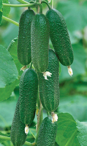 Огурец САМОРОДОК F1