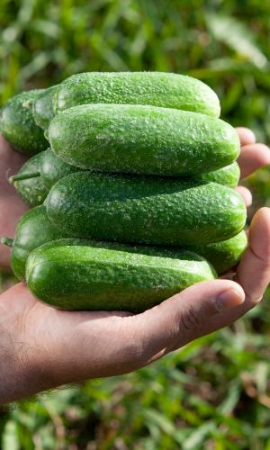 Огурец СЧАСТЛИВЫЙ СЛУЧАЙ