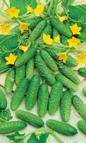 Огурец СЕМЁНОВНА F1