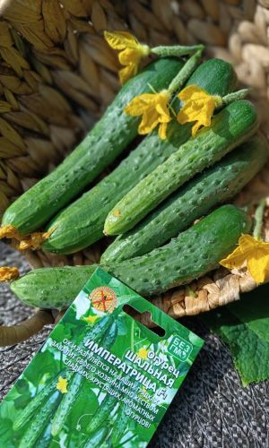 Огурец ШАЛЬНАЯ ИМПЕРАТРИЦА F1