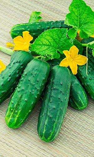 Огурец СИНТЕЗ