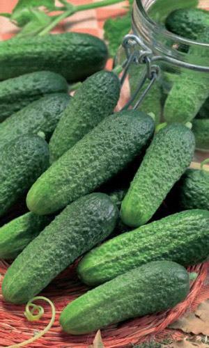 Огурец СОЛИ САМ