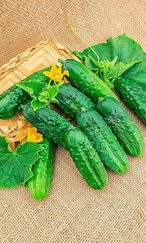 Огурец СВЕТЛЯЧОК