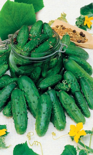 Огурец ТЁЩИНО СЧАСТЬЕ