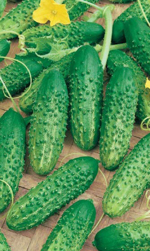 Огурец ТОПОЛЁК F1