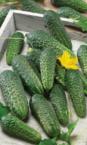 Огурец ТРИ ТАНКИСТА F1