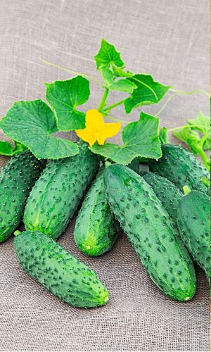 Огурец ВОДОПАД