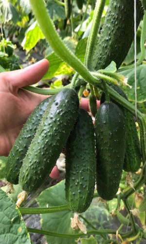 Огурец ЗАБАВА F1