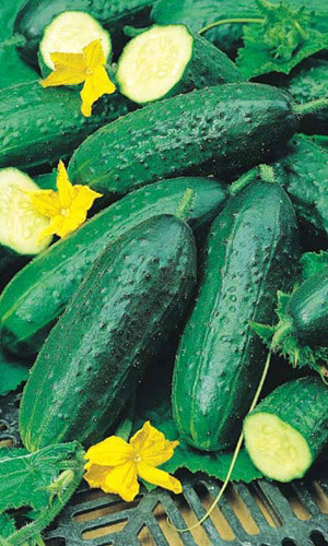 Огурец ЗАДОР F1