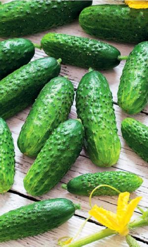 Огурец ЗАСОЛОЧНЫЙ
