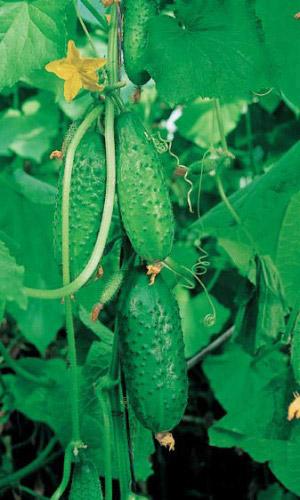 Огурец ЗЕЛЁНАЯ ЛАВИНА F1