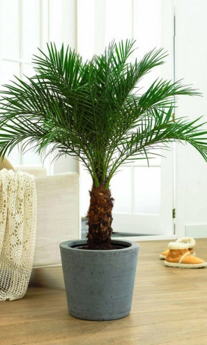 Пальма ФИНИКОВАЯ