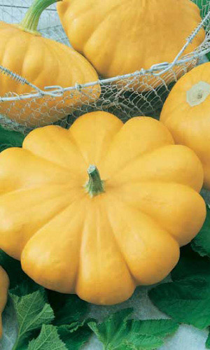 Патиссон ОРАНЖЕВЫЙ НЛО