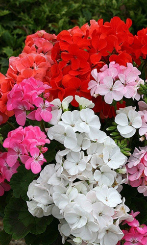 Герань зональная ЛЮСТРА МИКС однолетняя