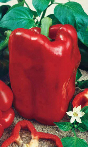 Перец БОГАТЫРЬ &mdash; Самый мясистый! Богатырь на грядке! Высокий урожай гарантирован!