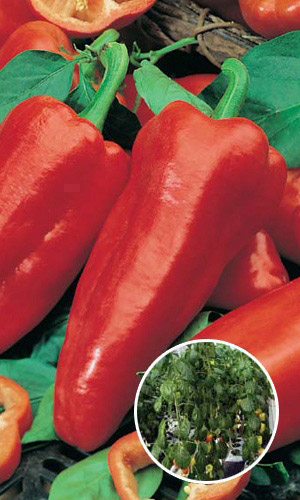 Перец ЧУДО ДЕРЕВО F1