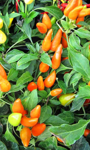 Перец декоративный ГОЛДФИНГЕР