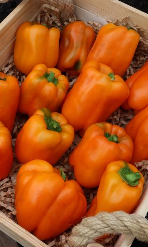 Перец ДИВО ДИВНОЕ