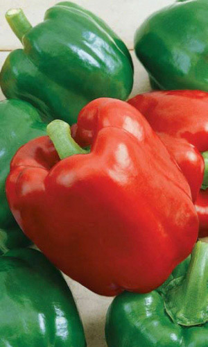 Перец ГЕРАКЛ