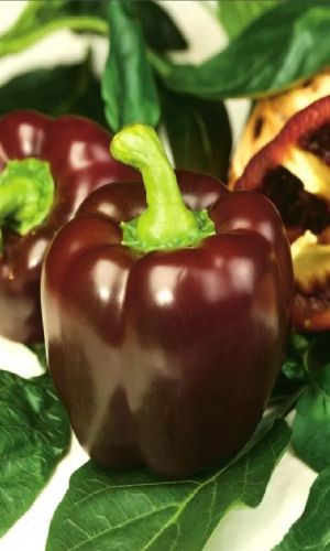 Перец ГИГАНТ ТЁМНО-ВИШНЁВЫЙ F1