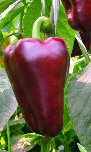 Перец КЛЯКСА