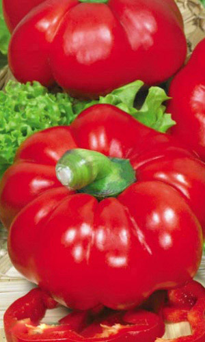 Перец КНЯЖНА ОЛЬГА F1