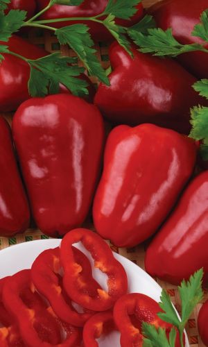 Перец МАТЕРИНСКАЯ ЛЮБОВЬ &mdash; Обильное и продолжительное плодоношение! Устойчив к перепадам температур! Идеален для лечо!