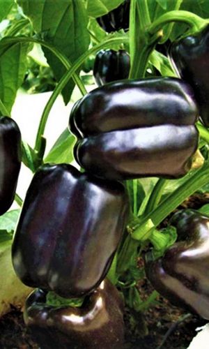 Перец МЕГАТОН ЧЁРНЫЙ F1