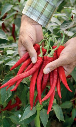 Перец острый ЯЗЫК ДРАКОНА