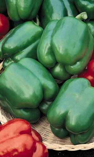 Перец ЗЕЛЁНОЕ ЧУДО