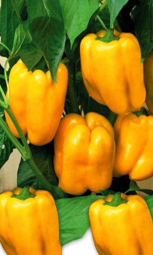 Перец ЖЁЛТЫЙ БУКЕТ