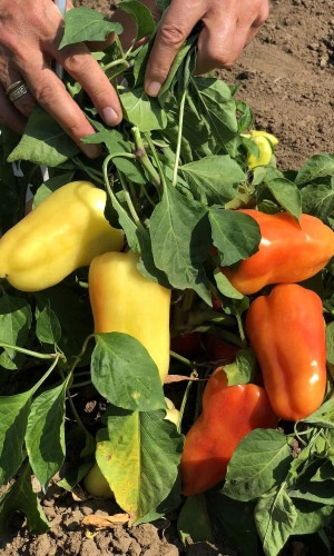 Перец ЗЛАТА