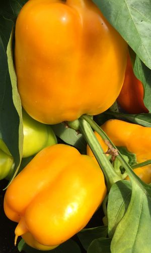 Перец ЗНАТНЫЙ ТОЛСТЯК F1